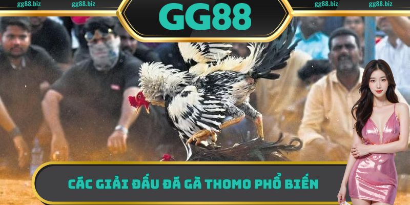 Các giải đấu đá gà Thomo phổ biến