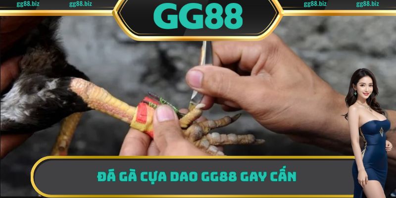 Cửa cược đá gà cựa dao GG88