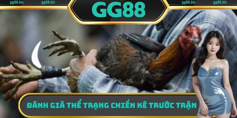 Đánh giá thể trạng chiến kê trước trận