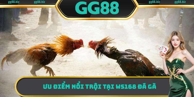 Những điểm vô cùng nổi bật có tại sảnh WS168 đá gà